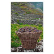 Grape harvest stationery