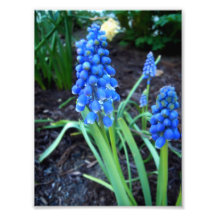 grape hyacinth 02 photographic print