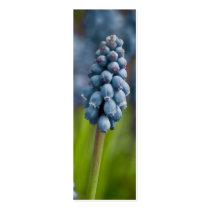Grape Hyacinth Bookmark business cards