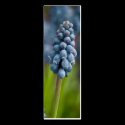 Grape Hyacinth Bookmark business cards by SabineSt Grape Hyacinth Bookmark business cards