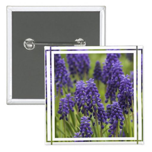 Grape Hyacinth Bulbs Button