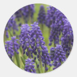 Grape Hyacinth Bulbs Stickers