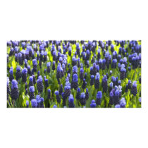 Grape hyacinth fields photo cards