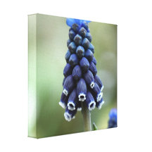 Grape Hyacinth Flower Canvas Print
