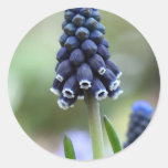 Grape Hyacinth Flower Stickers