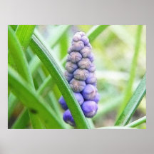 Grape Hyacinth - Muscari armeniacum Print