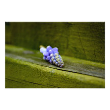 Grape Hyacinth Photograph