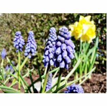 Grape Hyacinth photo sculptures by lifesphere Grape Hyacinth photo sculptures