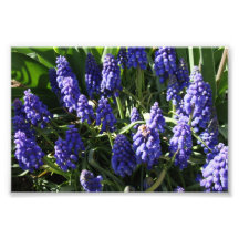 Grape Hyacinths Photo