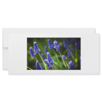Grape Hyacinths Custom Rack Cards