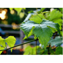 Grape Leaf Leaves Green photo sculptures by lifesphere Grape Leaf Leaves Green photo sculptures
