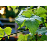 Grape Leaf Leaves Green Acrylic Cut Outs