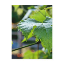 Grape Leaf Leaves Green postcards