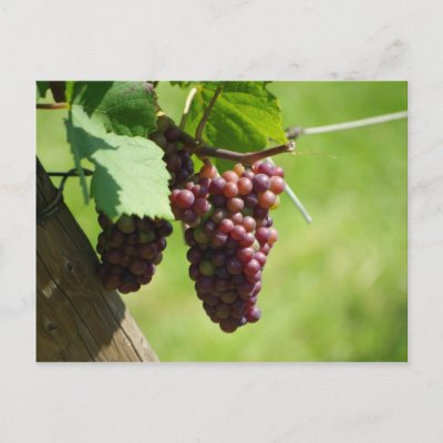 Grape of Alsace Postcard