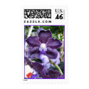 Grape Orchid postage