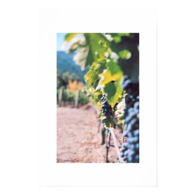 Grape Vine at Napa Valley