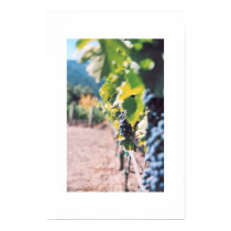 Grape Vine at Napa Valley Winery posters by MaryGrayce Grape Vine at Napa Valley Winery posters