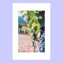 Grape Vine at Napa Valley Winery posters