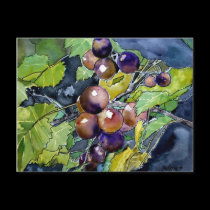 grape vine fruit still life art post card postcard