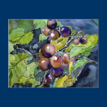 grape vine fruit still life art post card postcard