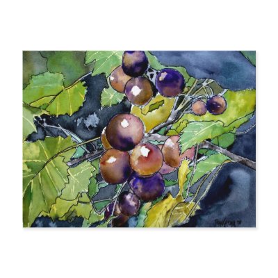 grape vine fruit still life art post card postcard by dereklovessheila