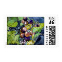 grape vine, Grapes postage postal stamp stamps