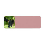 Grape Vine