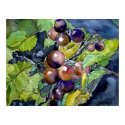 grape vine still life fruit art painting poster posters