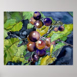 grape vine still life fruit art painting poster