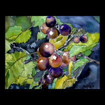 grape vine still life fruit art painting poster posters