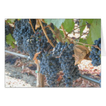 Grape Vines cards