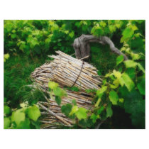 Grape vines full color flyer