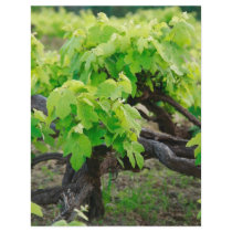 Grape vines custom flyer