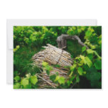 Grape vines invites