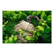 Grape vines photographic print