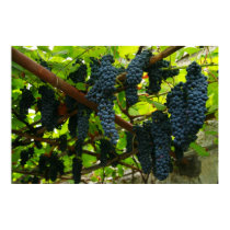 Grape vines posters by gavila_pt Grape vines posters