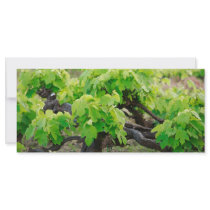 Grape vines rack card