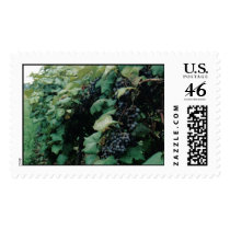 Grape Vineyard postage by ALL_IN_Designs Grape Vineyard postage