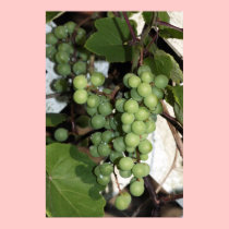 Grapes after a Rain Canvas Print posters