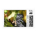 Grapes and Grapevine in Napa Valley postage