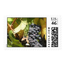 Grapes and Grapevine in Napa Valley Postage