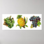 Grapes and Pineapple VIntage Fruit Poster posters