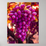 Grapes, Cesar Chavez Symbol posters