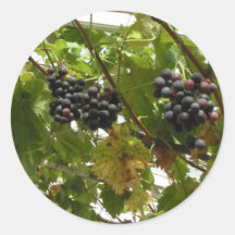 Grapes growing on a vine round sticker