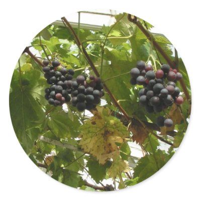 Grapes growing on a vine round sticker