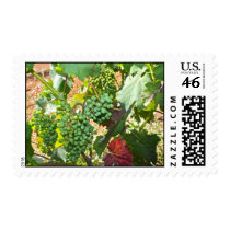 Grapes in a Vineyard Postage