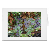 Grapes in August cards
