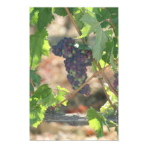 Grapes in Winery Canvas posters by pattirm1 Grapes in Winery Canvas posters