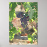 Grapes in Winery Canvas Print