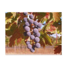 postcard - This image was taken along the back roads in Napa Valley, CA. Grapes are naturally gluten-free. Celiacs only need to be cautious when drinking wine, that has been fermented in a barrel that has used a flour based paste to close the barrel. Always check with the manufacturer before consuming.